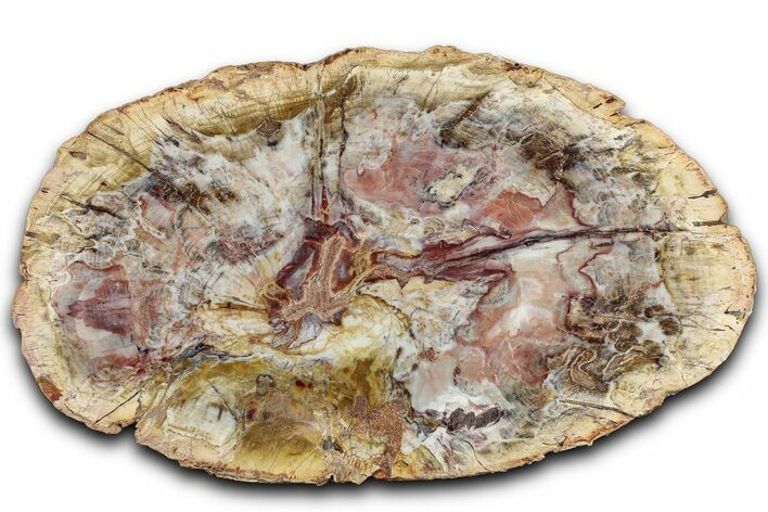 Colorful Petrified Wood (Araucaria) Round - Madagascar #325145